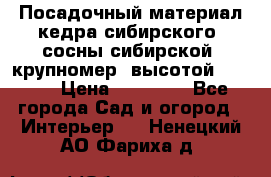 Посадочный материал кедра сибирского (сосны сибирской) крупномер, высотой 3-3.5  › Цена ­ 19 800 - Все города Сад и огород » Интерьер   . Ненецкий АО,Фариха д.